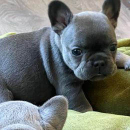 Happy - Blue fawn female French Bulldog puppy in Rathdrum, Idaho from Smart Pomskies and Frenchies