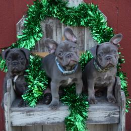French Bulldog Puppies from Antietam Creek French Bulldogs