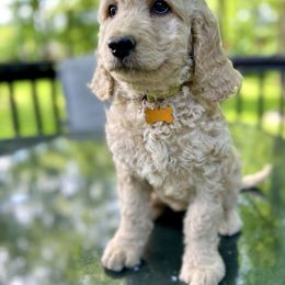 Goldendoodle Puppies from Royal Goldendoodles Doodle Lovers