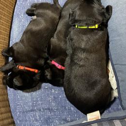Eleanor - Black female Labrador Retriever puppy in Springfield, Missouri from Kellner Labradors