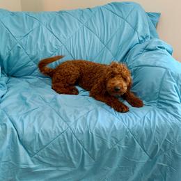 Clifford - Red  male Goldendoodle puppy in Calhoun, Georgia from Happy Top Doodles