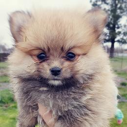 Pomeranian Puppies from Pers N Poms