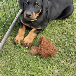 Doberman Pinscher Puppies from Jensen Dobermans