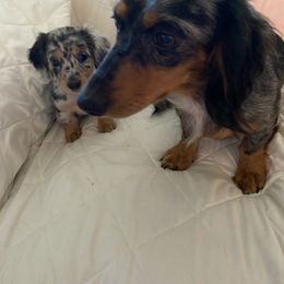 Dachshund Puppies from Puncheon Creek Dachshunds