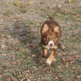 Border Collie, English Setter, and Miniature American Shepherd Puppies from First Harmony Farms