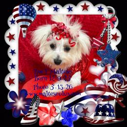 Zoe  can mm - White female Maltese puppy in Silverhill, Alabama from Malteseuluv’s Tiny Treasurers