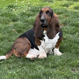 Darla - Basset Hound