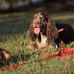 Semi - English Springer Spaniel