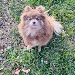 Clove - Lavender female Pomeranian puppy in Buck Valley, Pennsylvania from Buck Valley Pomeranians