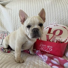 Boy 3 (green) - Cream French Bulldog puppy in Tampa, Florida from NaughtyFrenchies fl