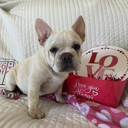 Boy 3 (green) - Cream French Bulldog puppy in Tampa, Florida from NaughtyFrenchies fl