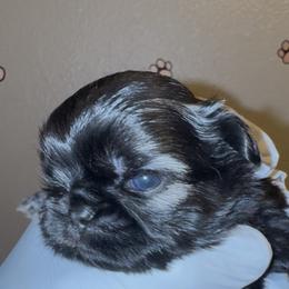 Joey - Gold male Shih Tzu puppy in Madera Acres, California from California Shih Tzu’s
