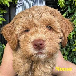 Noma - Caramel female Australian Labradoodle puppy in Silver Spring, Maryland from Potomac Australian Labradoodles
