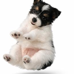 Papillon Puppies from Wendy’s Wings