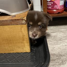 Pomsky Puppies from Michelle's Pomskies