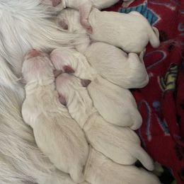 Praline latte - Light golden female Golden Retriever puppy in Sacramento, California from Creamy Retrievers