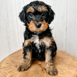 Anne - Black phantom female Aussiedoodle puppy in Arlington, Washington from Doodle Love Laugh