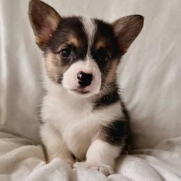 Girl 3 - Black and tan female Pembroke Welsh Corgi puppy in Northwood, Iowa from Sorrel Sands Corgis