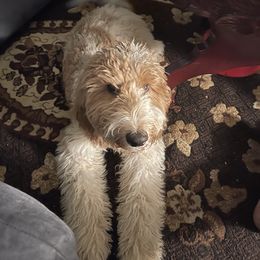 Goldendoodle All Grown Up from Anytime Doodles