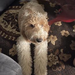 Goldendoodle All Grown Up from Anytime Doodles