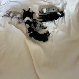 Boy 3 - Black tri-color male Australian Shepherd puppy in Rosamond, California from Fly by Nite Australian Shepherds