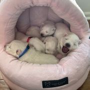 Japanese Spitz Puppies from Mika Japanese Spitz