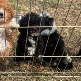 Johnny Cash - Black male Poodle puppy in Hopkins, Missouri from Mowry Creek Mini Aussiedoodles and More