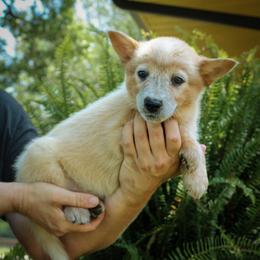 -Girl 2 - Red mottled female Australian Cattle Dog puppy in Kaufman, Texas from Emberwick Ranch