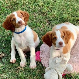 Brittany Puppies from Premier Brittany’s