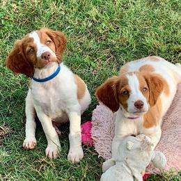 Brittany Puppies from Premier Brittany’s