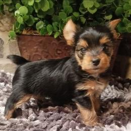 Star - Black and gold female Yorkshire Terrier puppy in Hot Springs, Arkansas from Kimberly's Lovable Littles