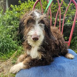 REDUCED - Fern - Red phantom female Aussiedoodle puppy in Lithia, Florida from Waterford Doodle Farm