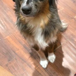 Baby Girl - Australian Shepherd