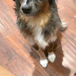 Baby Girl - Australian Shepherd