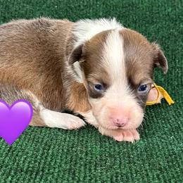 Charlotte - Blue female Pembroke Welsh Corgi puppy in Hico, Texas from Chisholm Trail Kennels