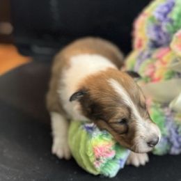 Janet - Sable and white Collie puppy in Carencro, Louisiana from Cajun Bayou's Collies