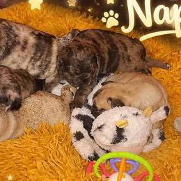 Pugs from Brenda Marquez