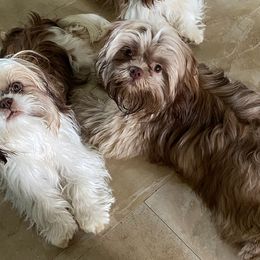 Shih Tzus from Lollie's Pups
