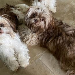 Shih Tzus from Lollie's Pups