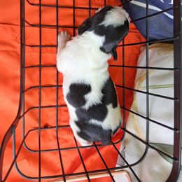 Unique - Black and white female Boston Terrier puppy in Gaffney, South Carolina from Battlefield Kennels