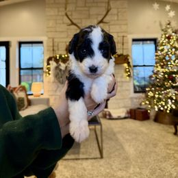 Cindy Lou - Black and white female Bernedoodle puppy in Yuba City, California from Ranch House Doodles