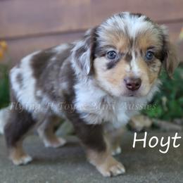 Hoyt - Red merle male Miniature American Shepherd puppy in Godley, Texas from Flying H Toy and Mini Aussies