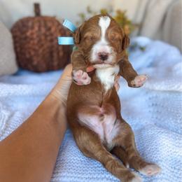 Broadway - Red  male Goldendoodle puppy in New Harmony, Indiana from Cottonwood Farms