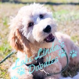 Rudy - Goldendoodle