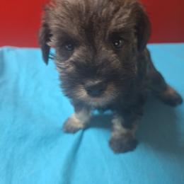 Gordy - Salt and pepper male Miniature Schnauzer puppy in Warrenville, South Carolina from All Paws Pet Resort