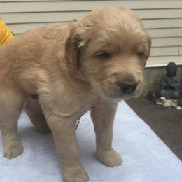 Goldendoodle Puppies from Carol Vancil