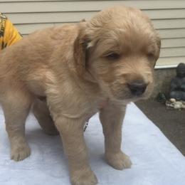 Goldendoodle Puppies from Carol Vancil