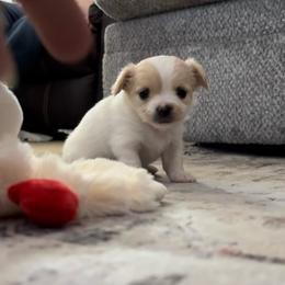 1,600 Scooter - Cream and white male Chihuahua puppy in Harlan, Iowa from Home Grown Chihuahuas From Iowa