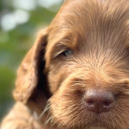 Beau - Red Australian Labradoodle puppy in Riverside, California from Sycamore Canyon Labradoodle