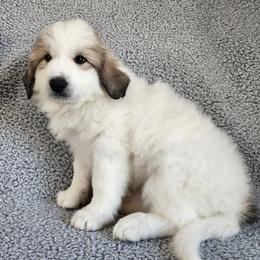 Sheeba - Yellow collar - White and badger female Great Pyrenees puppy in Monmouth, Maine from Flewelling Great Pyrenees